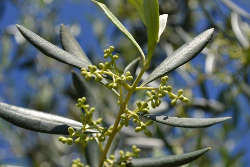 hojas-de-olivo