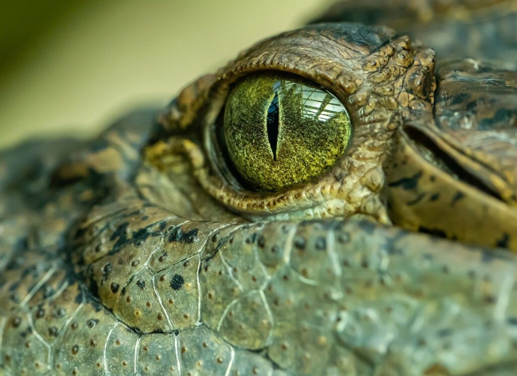 クロコダイル crocodile tears 意味 親子英語Q A ワニ クロコダイルとアリゲーターの違い おうちから世界へ羽ばたけ