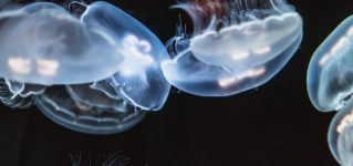 Programa sobre las medusas
