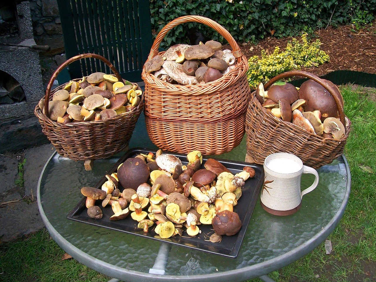 mushrooms-