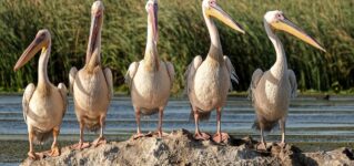 pelicanos-libres