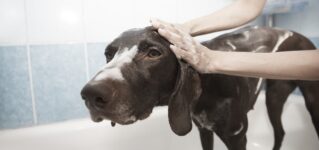 Los perros odian bañarse