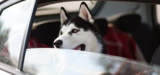 Perros dentro del coche