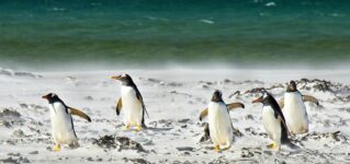 Pingüinos bailando