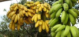platanos-bananas
