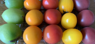 Tomates de colores