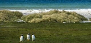 Pingüinos en libertad