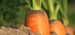 Huerto de zanahorias